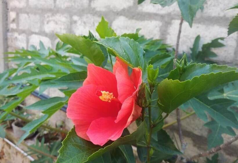 Pension (Hôtel basse catégorie) Hispaniola Inn