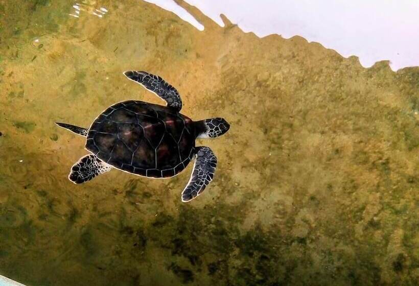 فندق Tasheema Beach Resort