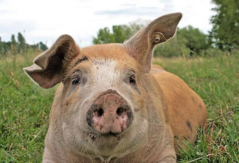 בית מלון כפרי Landgasthof Zur Tanne