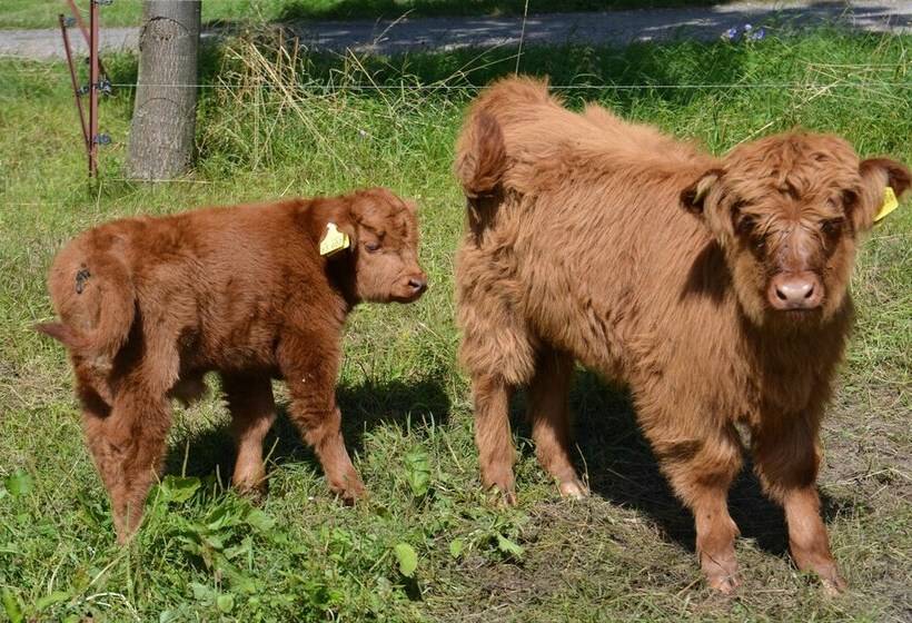 בית מלון כפרי Landgasthof Zur Tanne