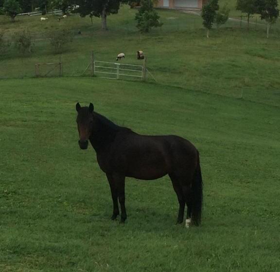 تختخواب و صبحانه 4 Casitas