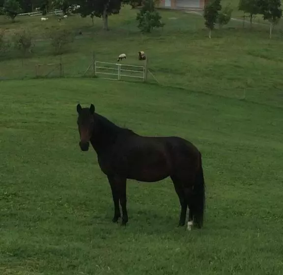 تختخواب و صبحانه 4 Casitas