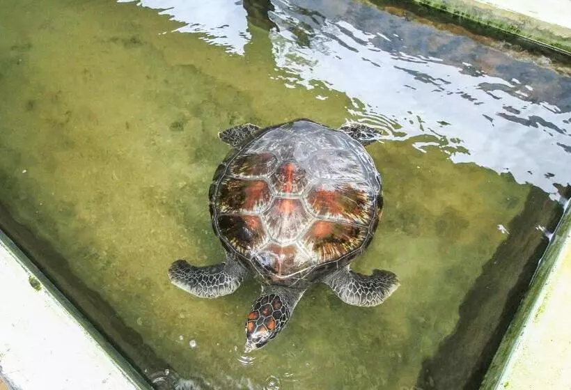 پانسیون Sea Beach Inn