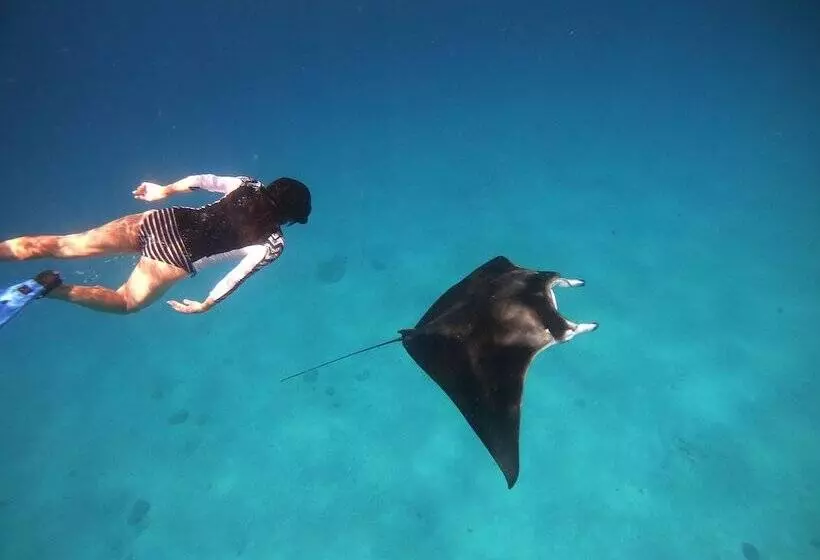 پانسیون South Ari Dive Center