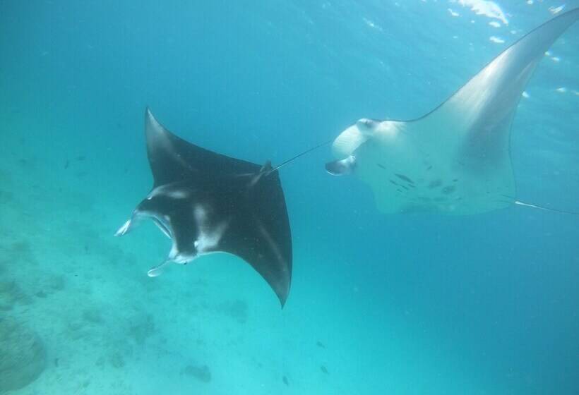 پانسیون South Ari Dive Center