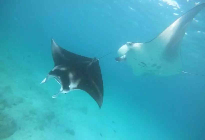 پانسیون South Ari Dive Center