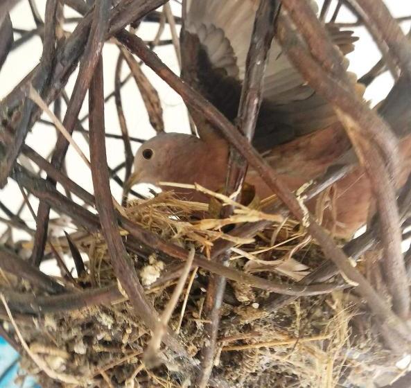 Общежитие Pousada Fortaleza Aeroporto House