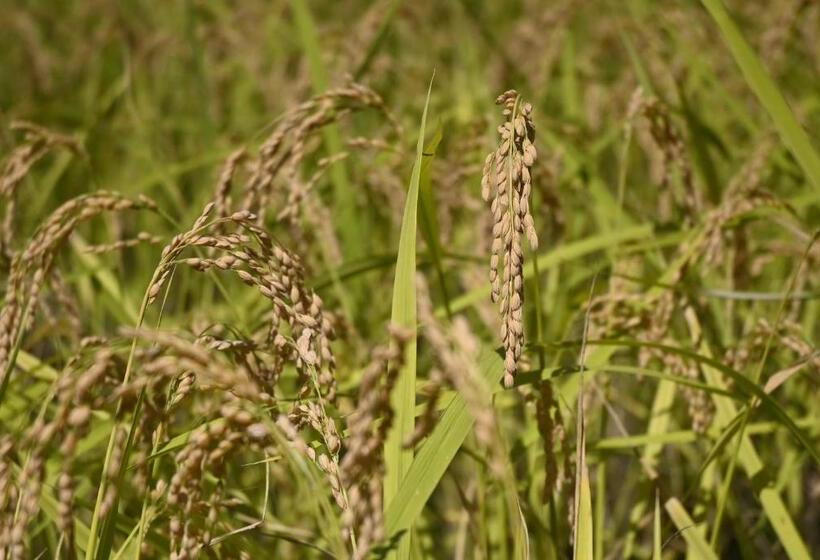 בית מלון כפרי Guesthouse Soranoie