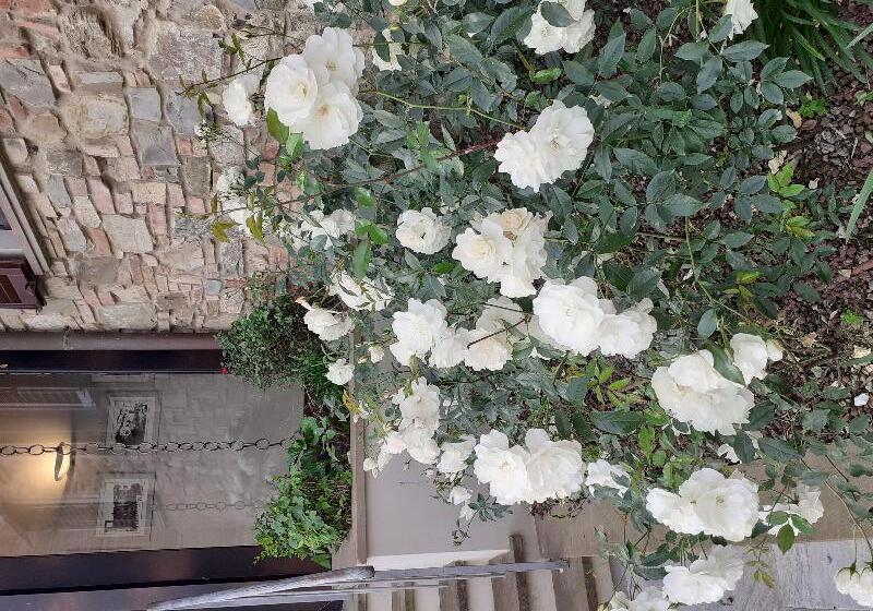 בית מלון כפרי Le Macine