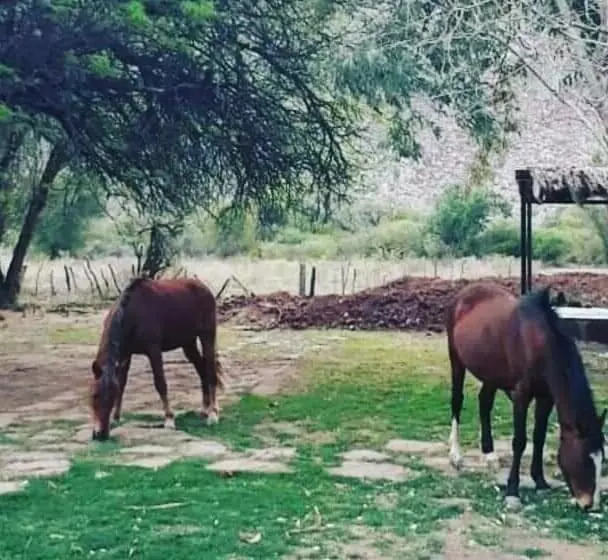 Hotelli Hacienda Casa Blanca