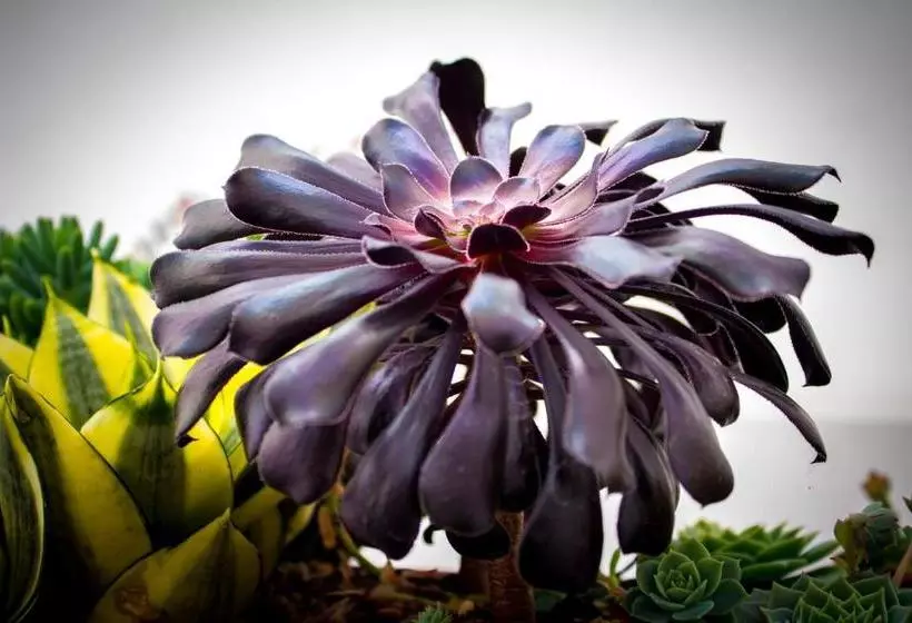 Hotelli San Blass Boutique