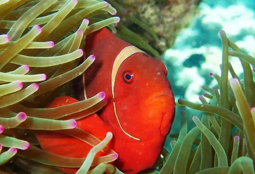 Majatalo Prisida Guest House