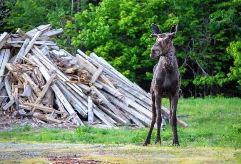 Moosehead Memories Quiet Dog Friendly, Dock, & Firepit