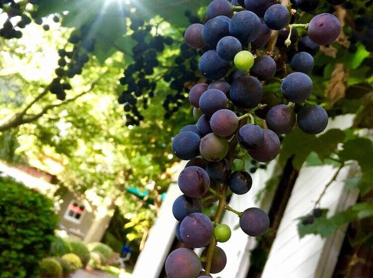 پانسیون Lilis Kleines