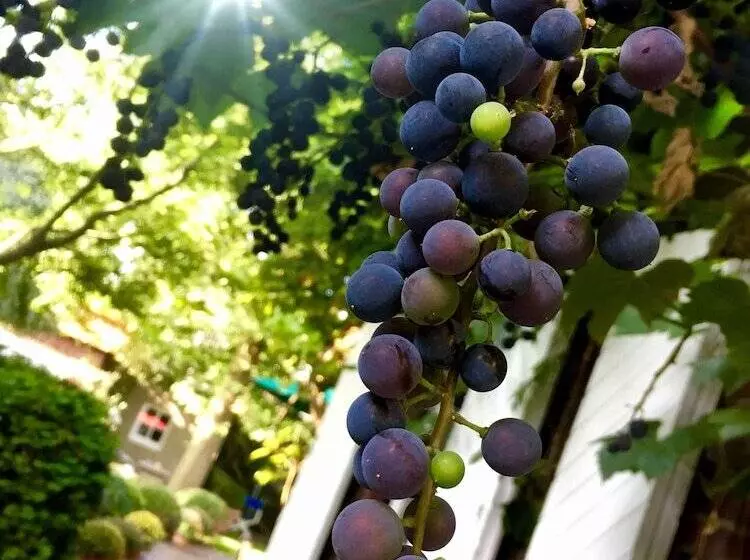 Majatalo Lilis Kleines