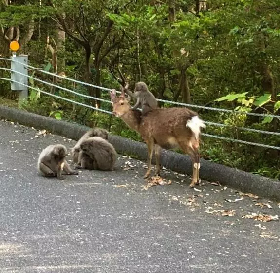 Yakushima Pension Luana House