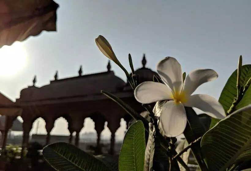 هاستل Gypsy Monkey