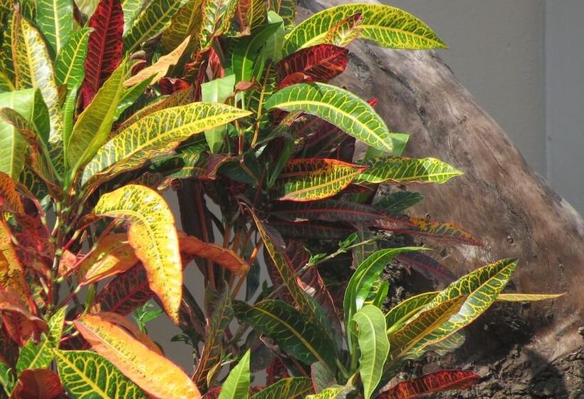 مبيت وإفطار Nkanhi Centro De Conferências E