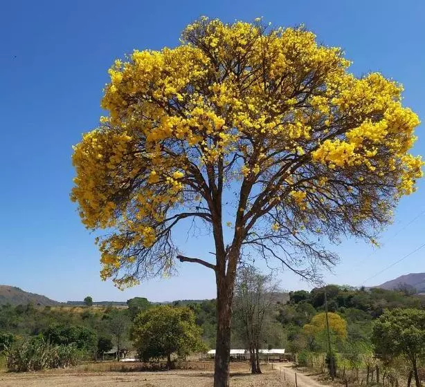 ペンション Pousada Mirante Dos Ipês   Capitólio   Mg