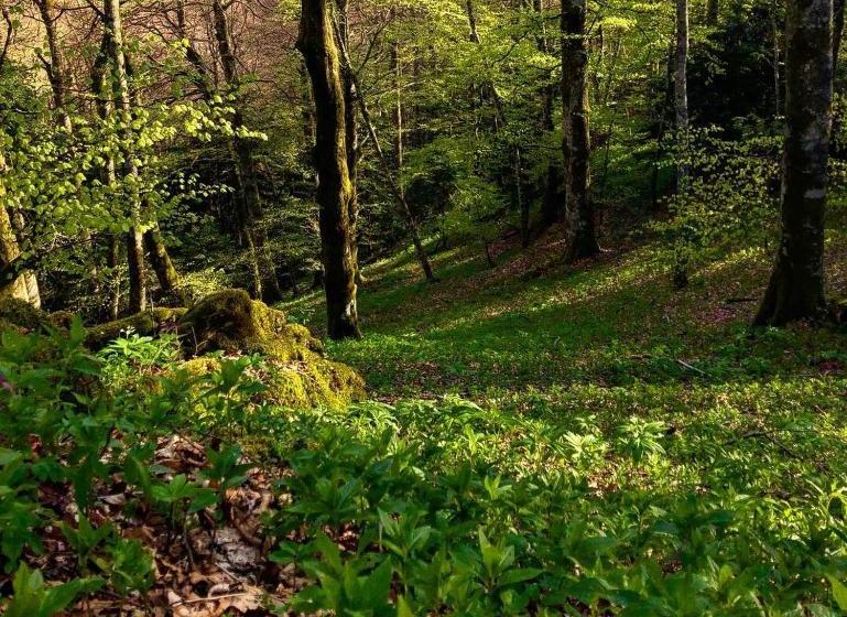 ホテル Albergo Ristorante Letizia