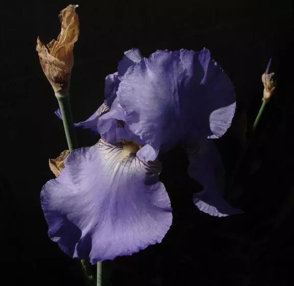 ベッドアンドブレックファースト Le Cottage Bnb Chambres Dhotes Paris Saclay