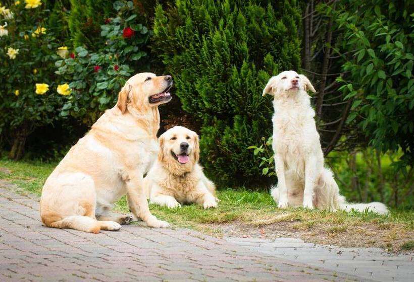 住宿加早餐 Podere Belvedere