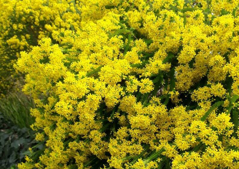 פנסיון Winterson En Somerkoelte