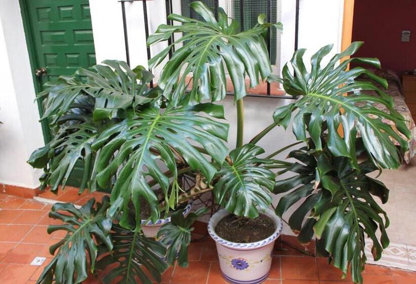 Pensione Hostal El Patio