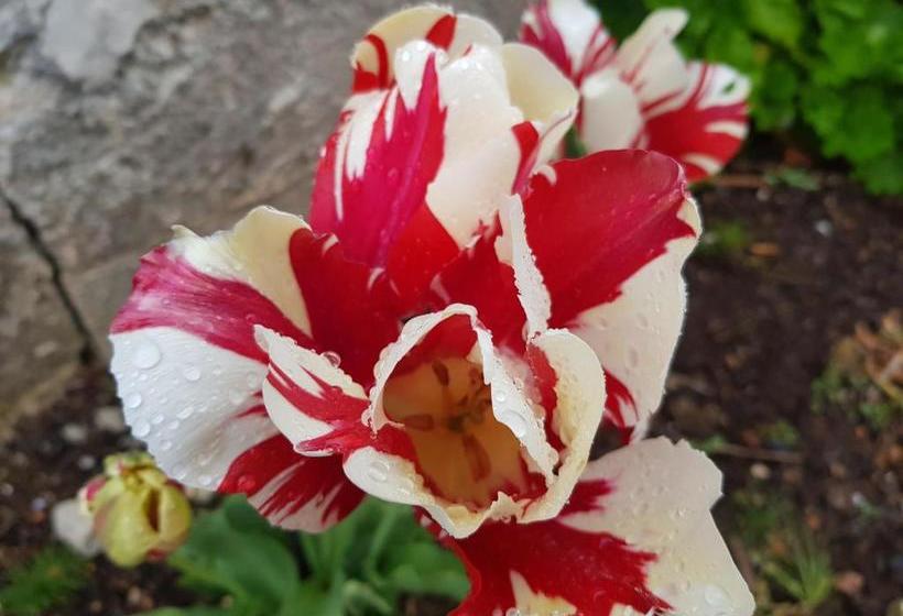 פנסיון Casa Dos Tios