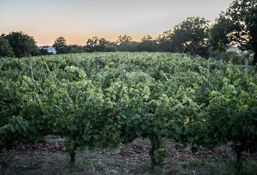 Szálloda Traldi Resort