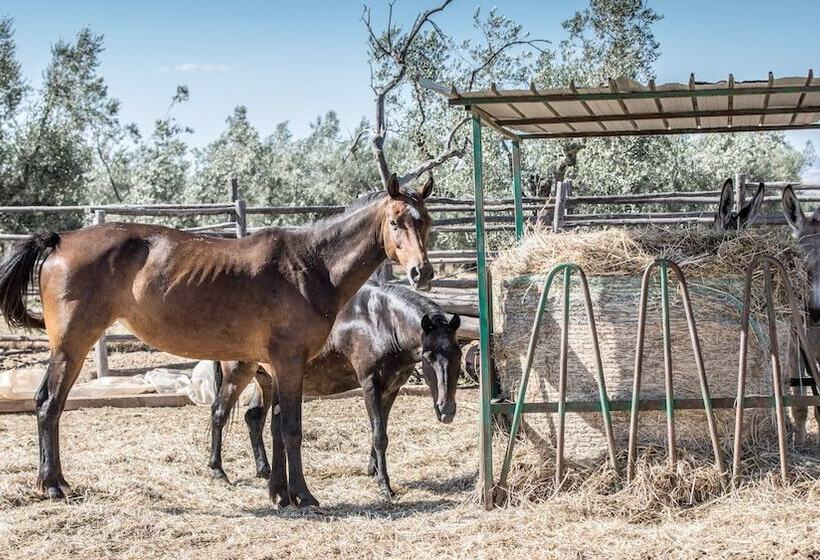 Szálloda Traldi Resort