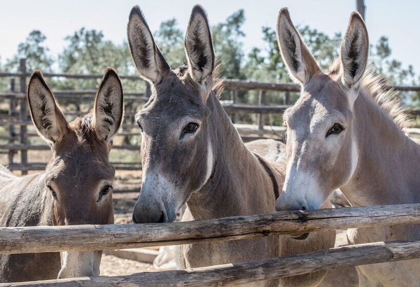 Szálloda Traldi Resort