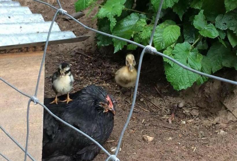 酒店 Biohof Niedereben