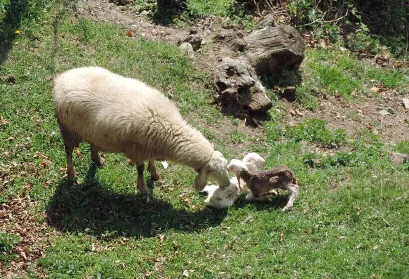 ホテル Agriturismo Zertin