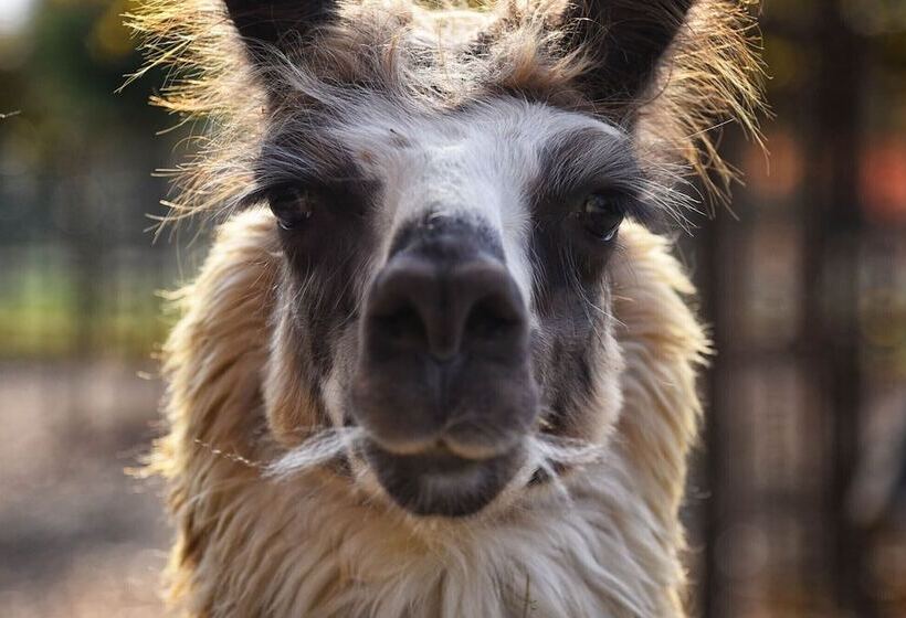 هتل Agriturismo Corte Benetti