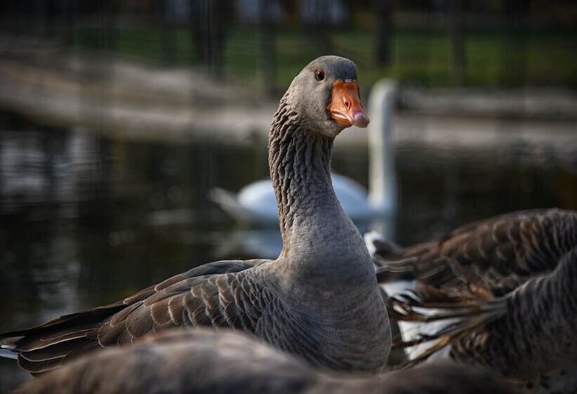 هتل Agriturismo Corte Benetti