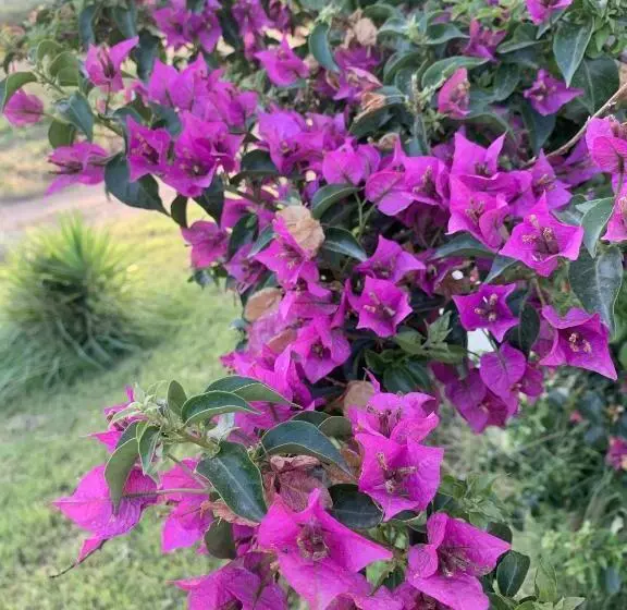 ホテル Agriturismo Turudhis