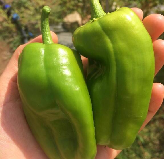 فندق Agriturismo Turudhis