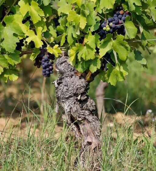 בית מלון כפרי Tenuta Montebello