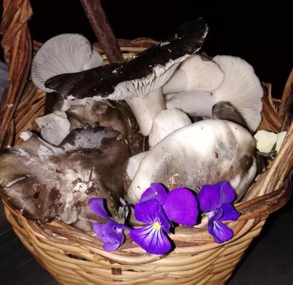 膳宿费 Guest House Caracas