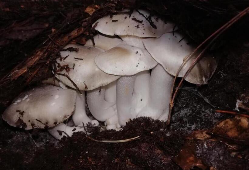 膳宿费 Guest House Caracas