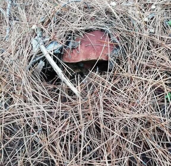 膳宿费 Guest House Caracas