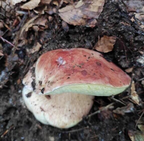 膳宿费 Guest House Caracas