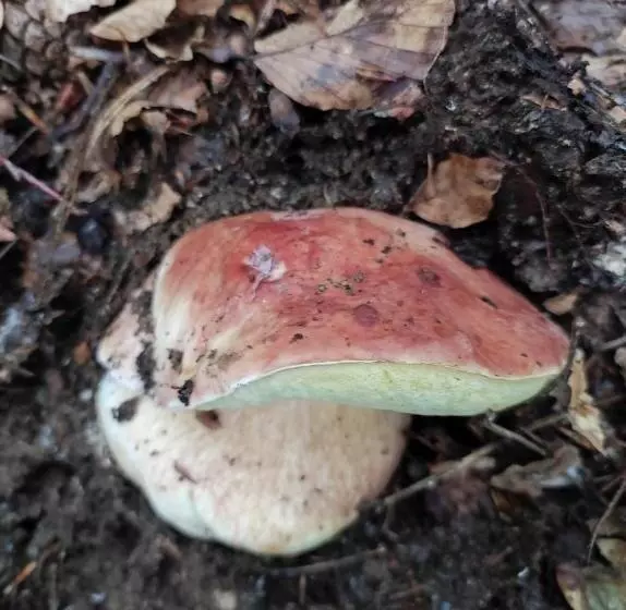 Majatalo Guest House Caracas