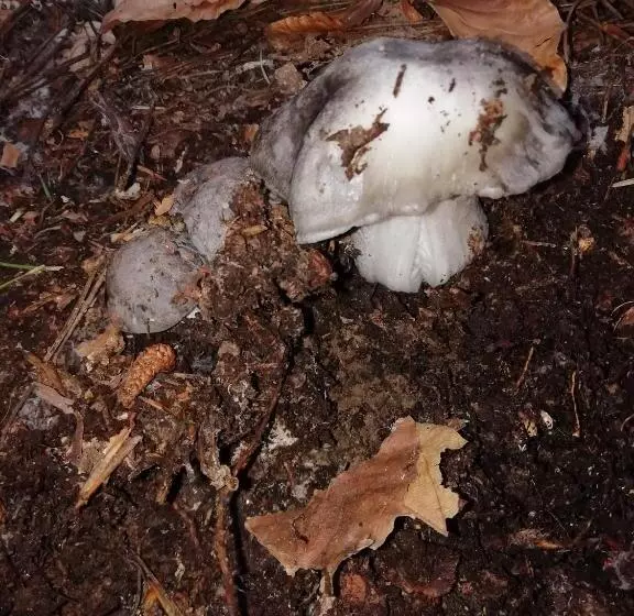 Majatalo Guest House Caracas