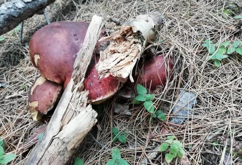 膳宿费 Guest House Caracas