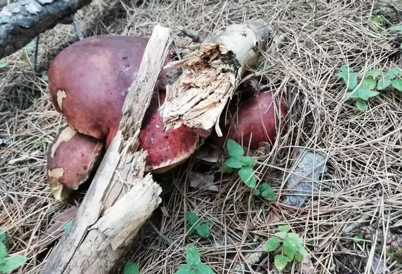 Majatalo Guest House Caracas