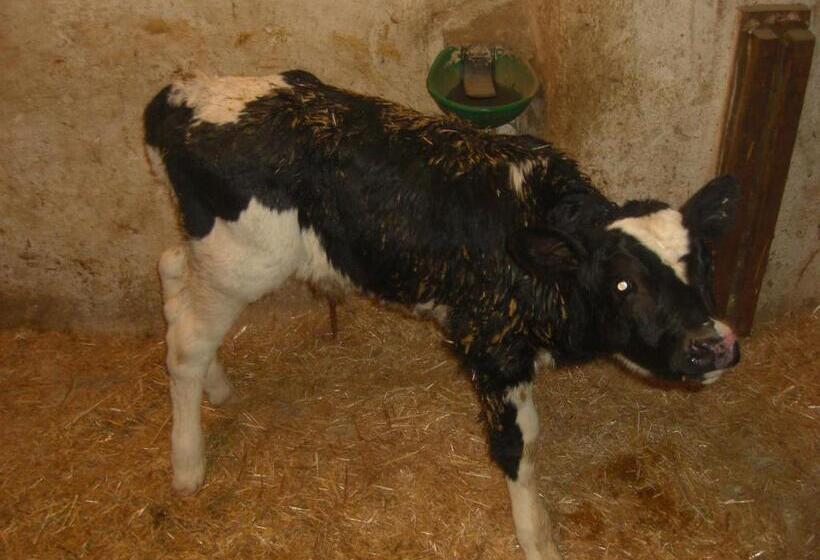 فندق Hofstatthof