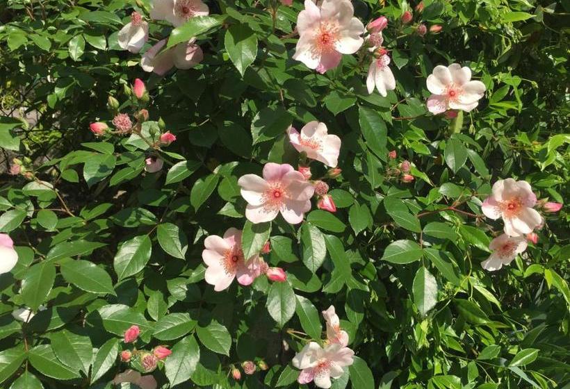 펜션 Guesthouse Flora