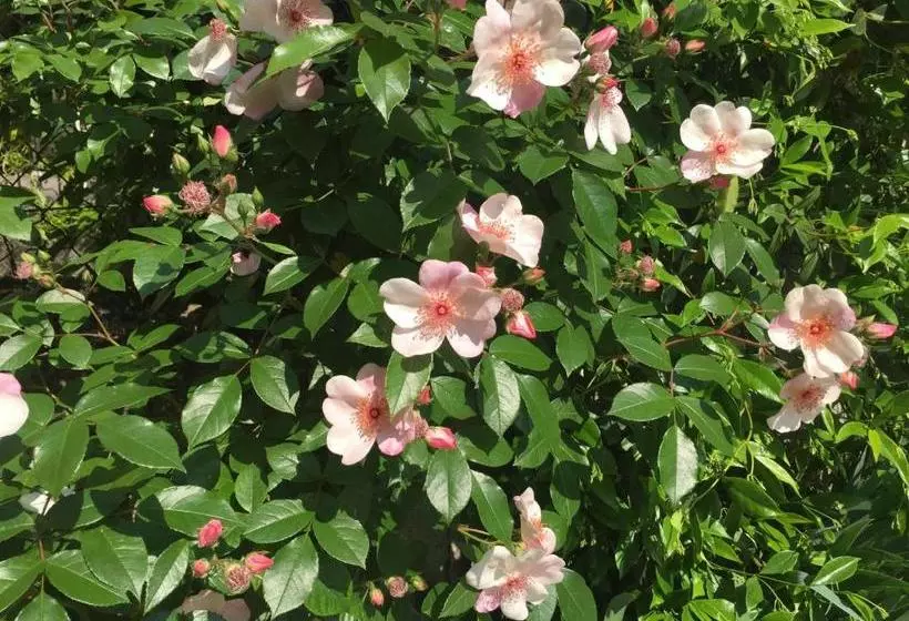 پانسیون Guesthouse Flora